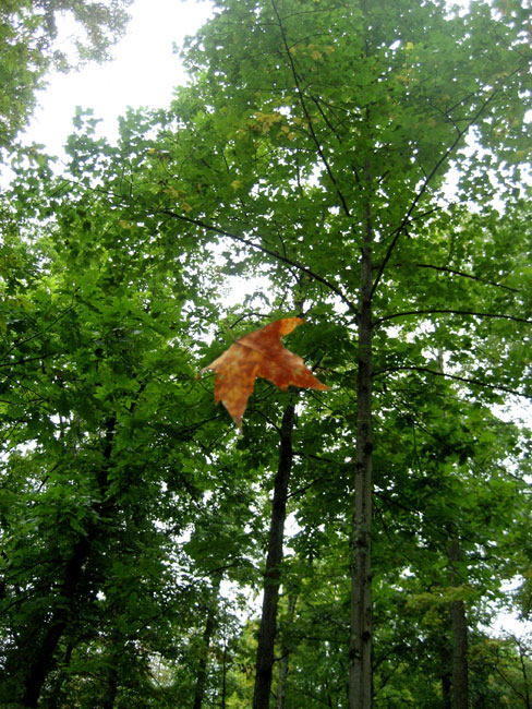 falling leaf